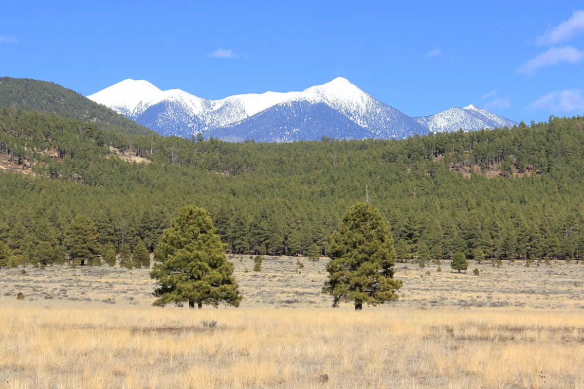Photo of several snow-capped peaks in the distance, with a pale field of dry grass in the foreground and a forest of Ponderosa pines in between.