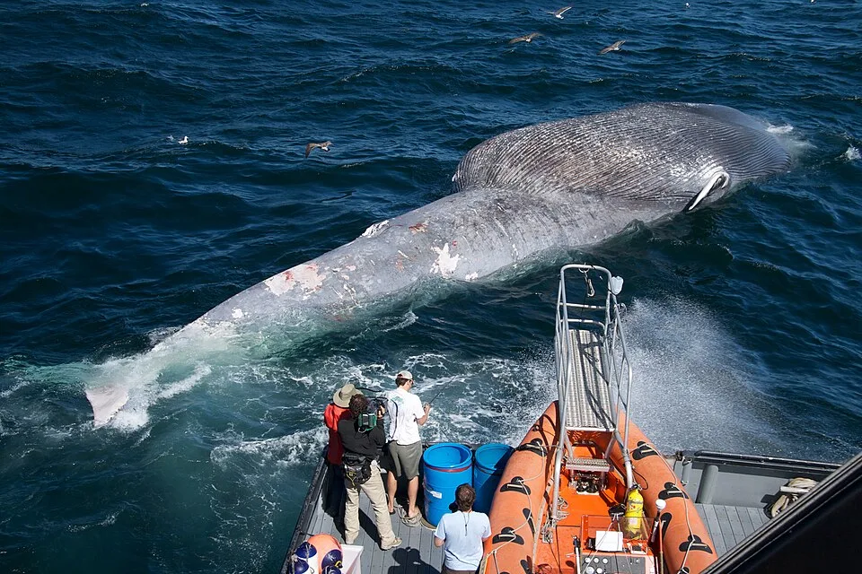 Several figures on a research boat examine a floating, belly-up blue whale in the ocean.