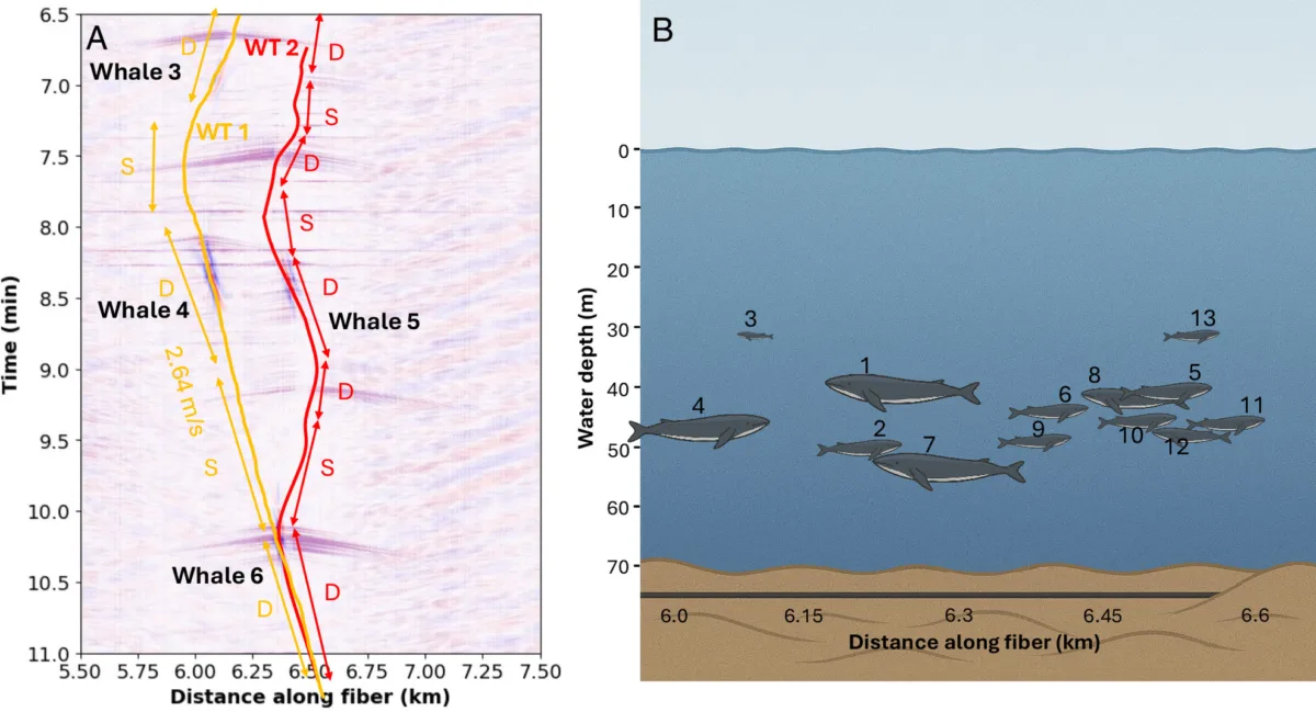 A scientific figure showing interpreted whale paths and locations from DAS low-frequency data. The left panel shows 5 minutes of DAS data with two different potential whale path interpretations (one in yellow and one in red) made from the data. The right panel is a schematic cross-section of the ocean, with whales of different sizes, depths, and distances along a DAS cable demonstrating interpretations of DAS data over the 30-minute interval.