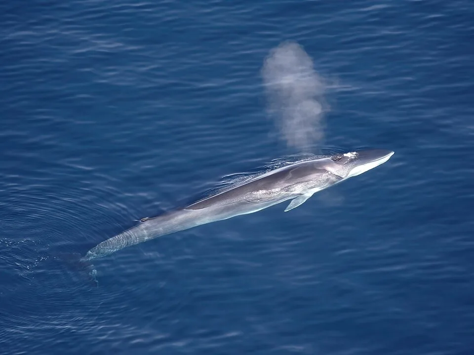 A top-down view of a fin whale coming up to the surface, blowing air from its blowhole.