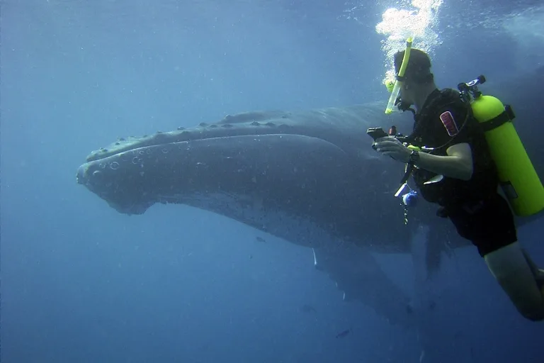A side-view image of a diver with a humpback whale in the background.