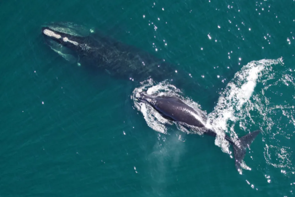 A top-down view of a large whale swimming with her calf close behind.