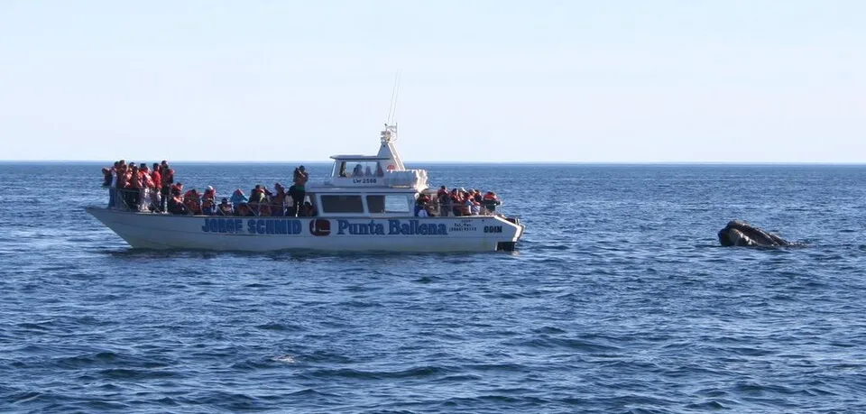 A group of whale watchers on a boat called the "Punta Ballena" look to the right as a whale breaches the surface.